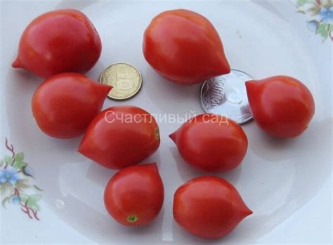 Семена сорта томата Geranium Kiss (Поцелуй герани) - Высокорослые ...