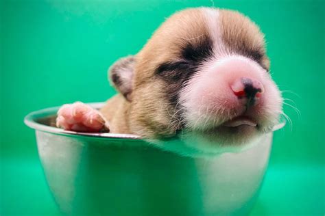 Pembroke Welsh Corgi Puppies For Sale In Utah