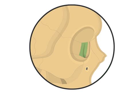 Lacrimal Sac Fossa