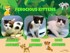 FEROCIOUS KITTENS – A1111956, A1111957, A1111958