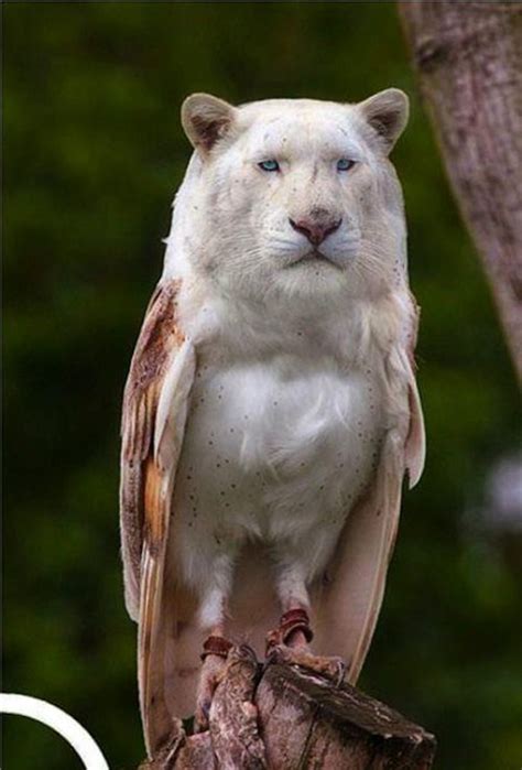 30 Super Cool Animal Hybrids (30 photos) | KLYKER.COM