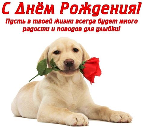 Открытки с Днем рождения с Собаками