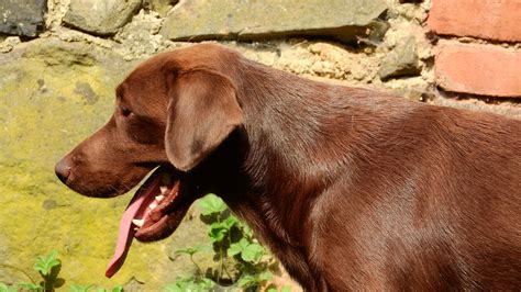 картинки : собака, Коричневый, Млекопитающее, Weimaraner, Морда ...