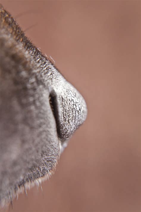Dog Nose Snout - Free photo on Pixabay - Pixabay
