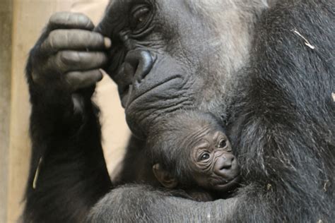 Münster Zoo Surprised by Gorilla Birth - ZooBorns