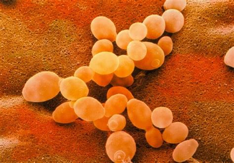 Nấm Saccharomyces Cerevisiae trong sản xuất rượu vang