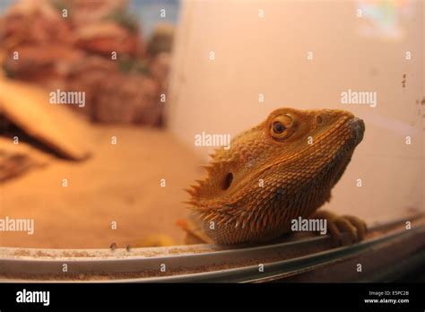 Pet bearded dragon Stock Photo - Alamy