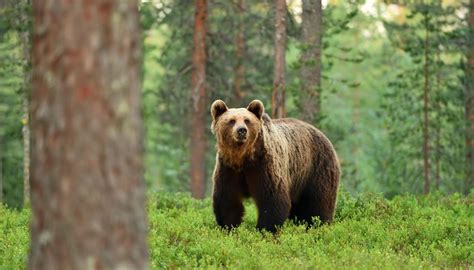 Animals & Plants in Greece | Sciencing