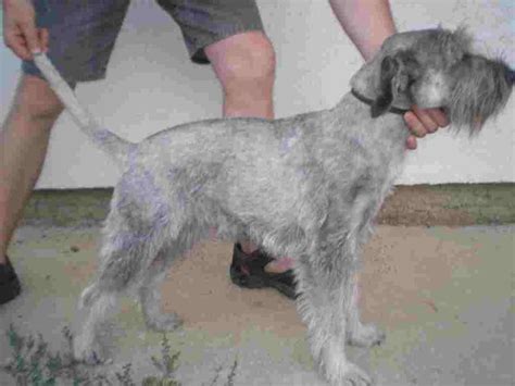 ŠNAUCER (srednji schnauzer)