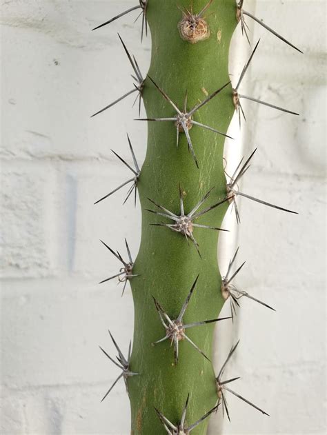 acanthocereus tetragonus  hummelinck fairies castle world flora