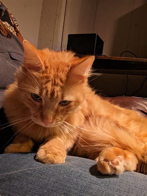 Orange Cat Pictures