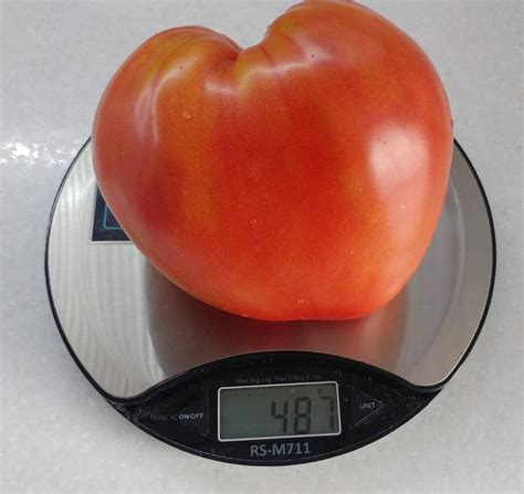 Томат Алсу: описание сорта, ОТЗЫВЫ (43), фото | tomatland.ru