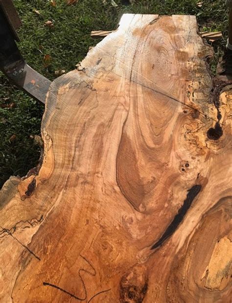 8 Foot Spalted Silver Maple Wood Slab. Live Edge Wood Slab Table. Wood