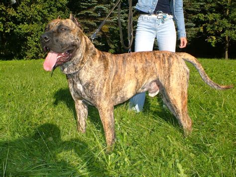 Аланская собака - 79 фото