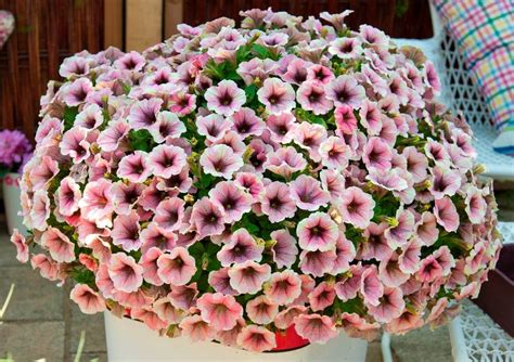 11 Top Varieties of Petunias