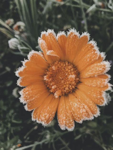 Цветок в инее | Flowers, Plants, Garden