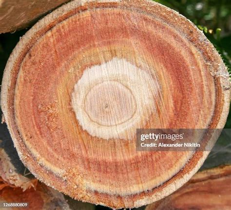 Rough Sawn Wood Texture Photos and Premium High Res Pictures - Getty Images