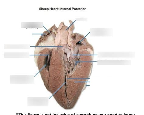 Sheep heart Diagram | Quizlet
