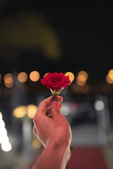 Single Rose Photos, Download The BEST Free Single Rose Stock Photos ...