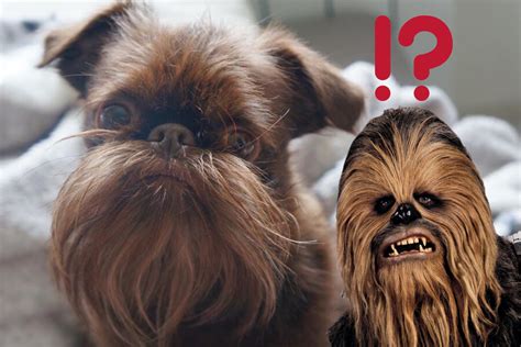 Домашний Чубакка или лучший друг семьи? | Пикабу