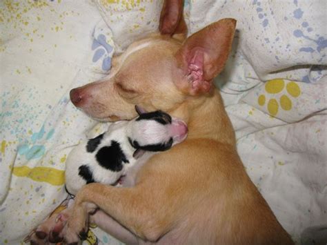 Newborn Chihuahua Puppies With Mother - Pets Lovers
