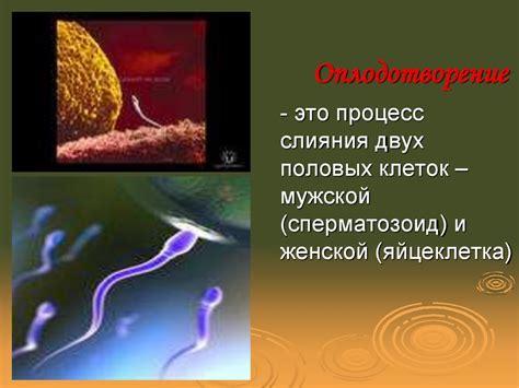 Оплодотворение. Эмбриогенез - презентация онлайн
