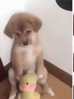 Sad Puppy GIF - Sad Puppy Doggy - Discover & Share GIFs