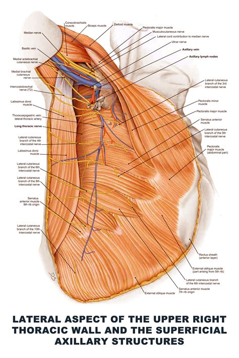 Axillary Diagram Artery Axillary Branches Anatomy Parts Mnem