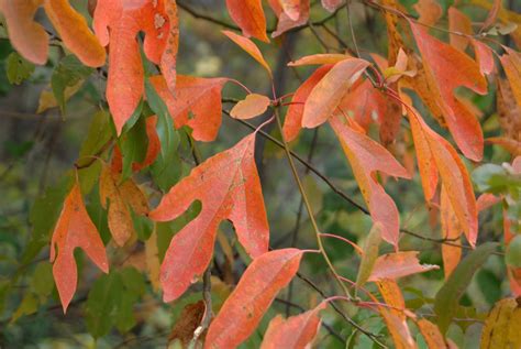 Mitten Tree - Sassafras albidum | North Carolina Extension Gardener ...