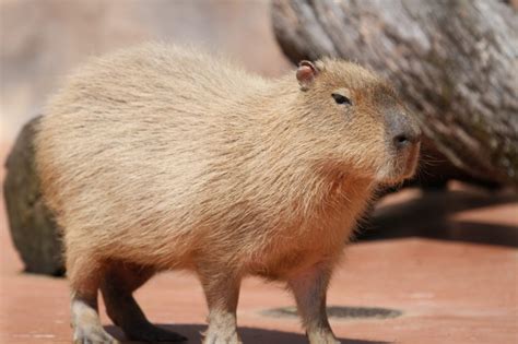 【平塚市】5月1日 平塚市総合公園ふれあい動物園でカピバラの展示を再開 | 湘南人