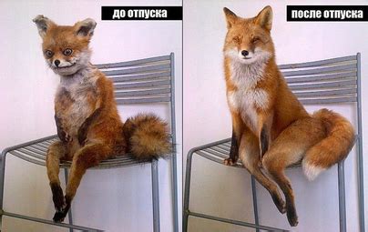 Упоротый лис — Библиотека мемов