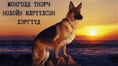 "Уран" хэмээх мөрч нохойн илрүүлсэн хулгай, дээрэм, хүн амины хэрэг ...