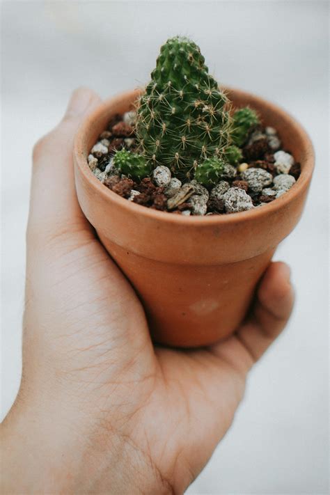 Yellow Potted Flowers · Free Stock Photo