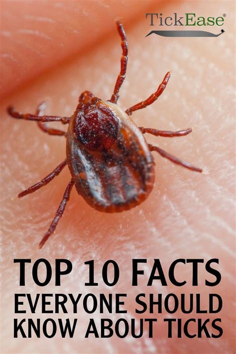 Top 10 tick facts – Artofit