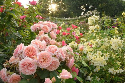 What The Rose Garden Used To Look Like at Jacob Coffey blog