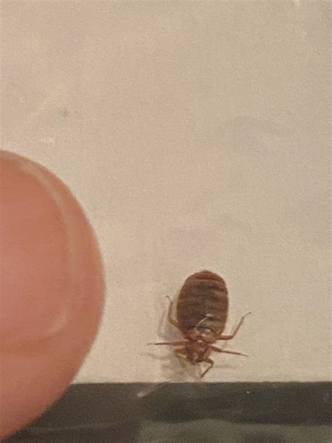 Baby Cockroach Vs Bed Bug