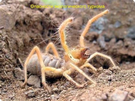 Ядовитые животные и растения - презентация онлайн
