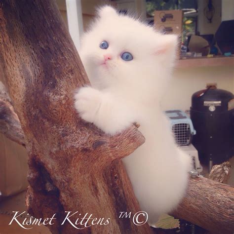 Orange Persian Blue Eyes