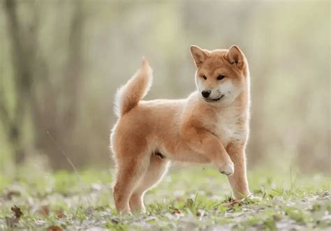 Shiba Inu Puppies for Sale Near Me | Central Park Puppies