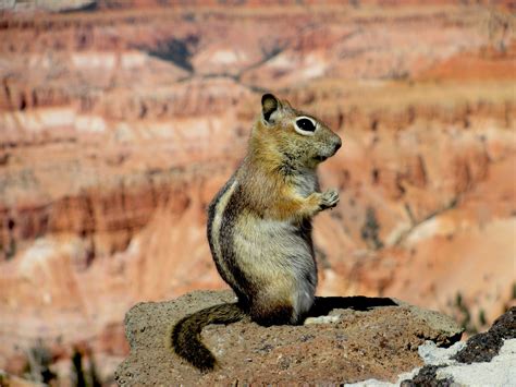 Free Images : nature, wilderness, cute, profile, looking, wildlife