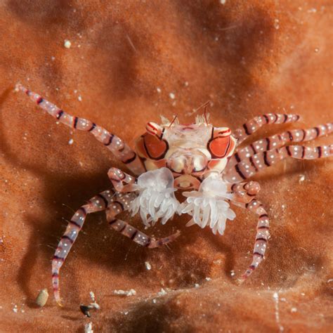 Boxer crab - Critter Republic Dive Center