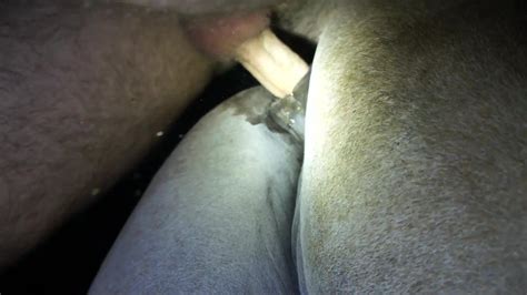 Fucking a mare