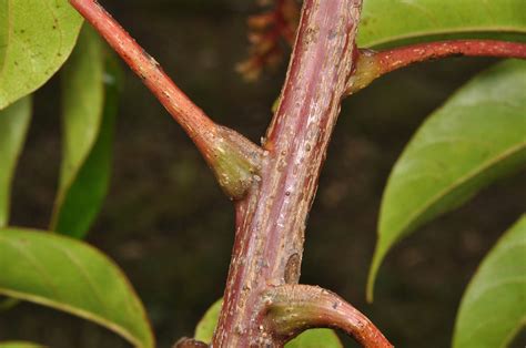 plant4 (Anacardiaceae) image 129957 at PhytoImages.siu.edu