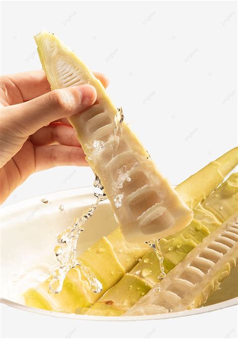 bamboo shoots bamboo shoot fresh  tender png transparent image
