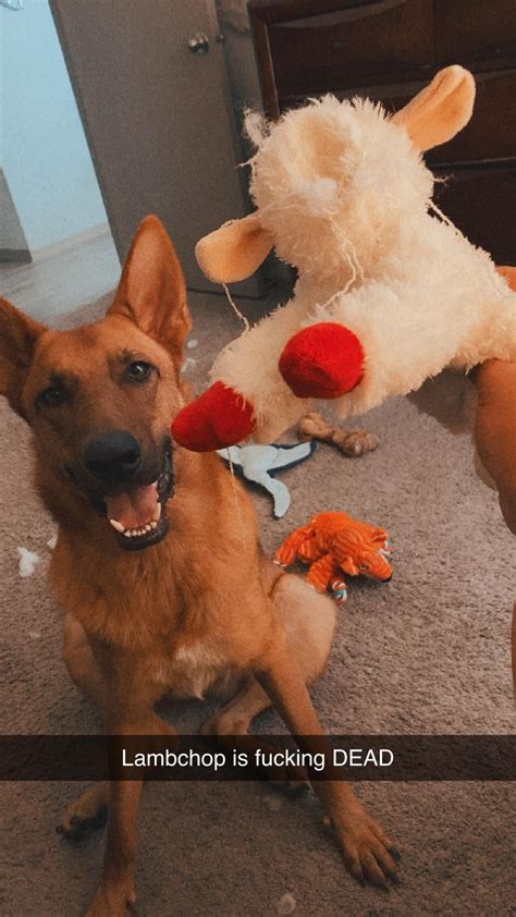 GSD mixed with…? My stinky boy: Apollo! : r/germanshepherds