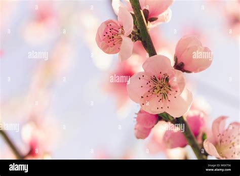 spring tree  pink flowers stock photo alamy