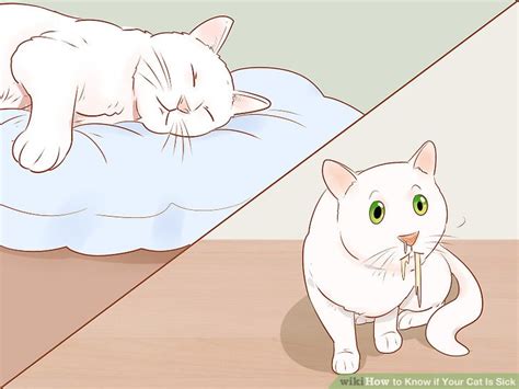 how to know if a cat is sick