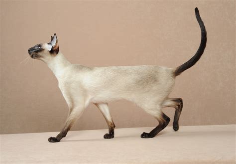 Siamese – Artofit