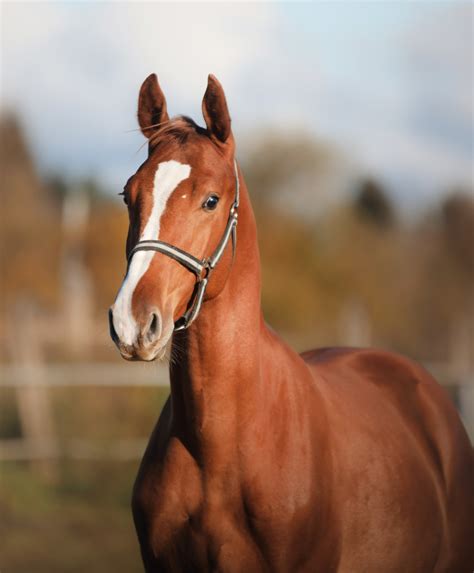 NHT - Gratis test - Horse