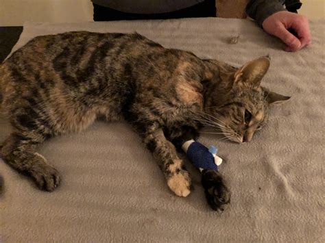 R.I.P our cat who was dying. This is before the euthanization. I cant
